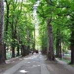 Bosna River Springs - Tree Alley