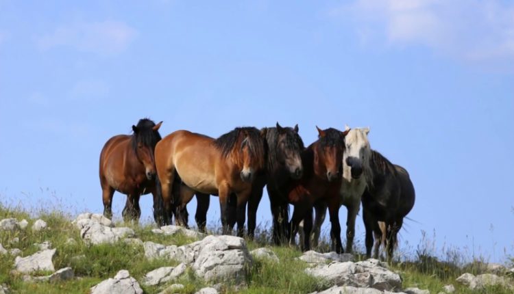 Livno Wild Horses
