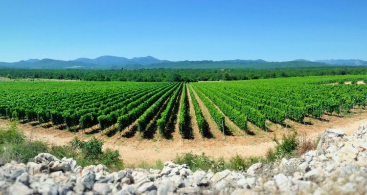 Wine Route Of Bosnia And Herzegovina