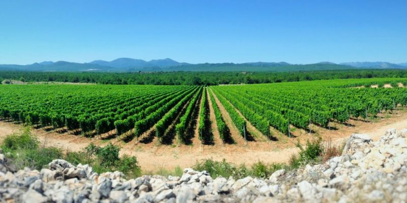 Vineyards of Herzegovina